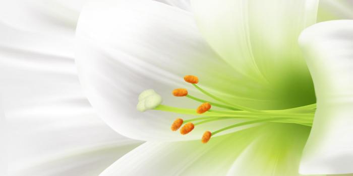 1920x1200 50+ Easter Lilies Wallpapers on WallpaperPlay