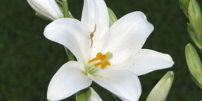 2816x2112 50+ Easter Lilies Wallpapers on WallpaperPlay