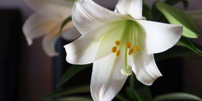 1600x1067 easter lilies pictures - Google Search | lillies | Lily images, Lily
