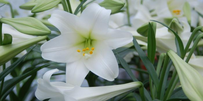 3008x2000 59+ Easter Lily Wallpapers on WallpaperPlay
