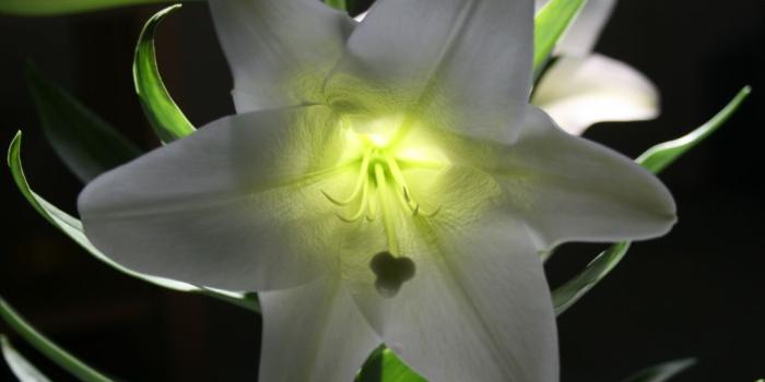 1024x768 Free download easter lily wallpaper group picture image by tag