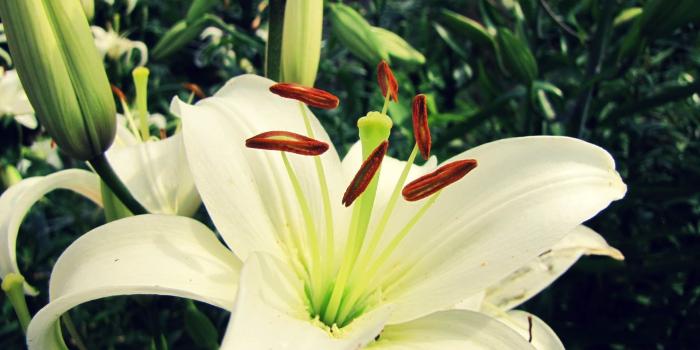 1920x1080 Macro photography of Easter lily flower HD wallpaper | Wallpaper Flare