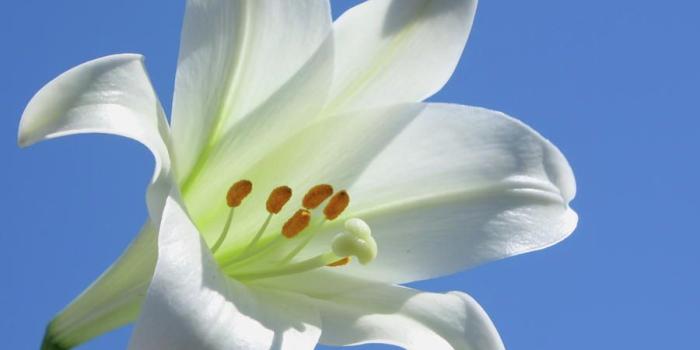 900x900 Full HD Pictures Easter Lily 107.73 KB