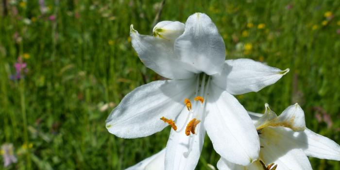 2992x2992 white easter lilies free image | Peakpx