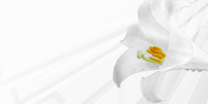 1600x1200 Free download Spring Lily wallpaper at klownercom [1600x1200] for