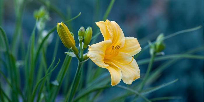 1924x1284 yellow easter lily free image | Peakpx