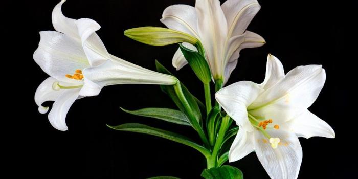 1000x800 Easter Lilies Background