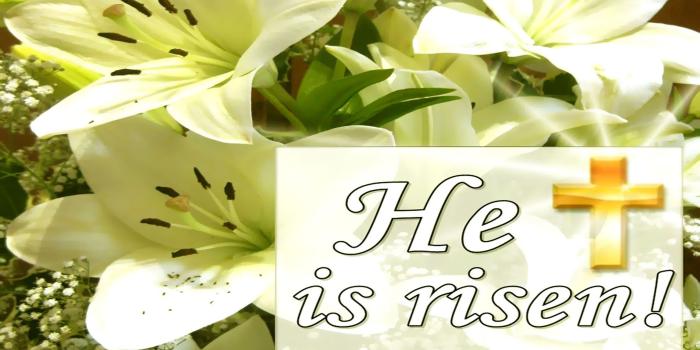 2560x1440 50+ Easter Lilies Wallpapers on WallpaperPlay