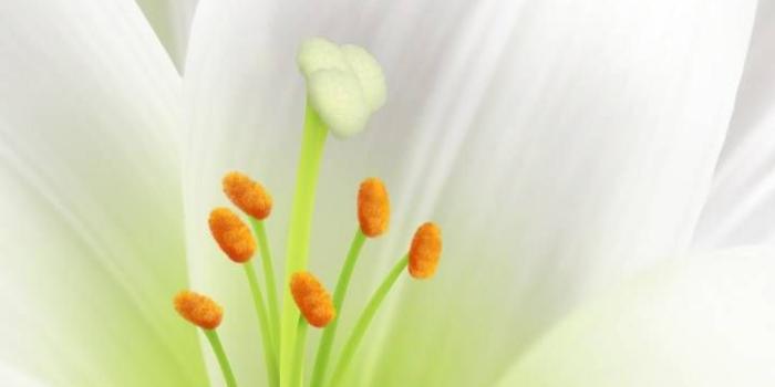 720x1280 Easter Lily Wallpaper by dreamestate - ba - Free on ZEDGE™
