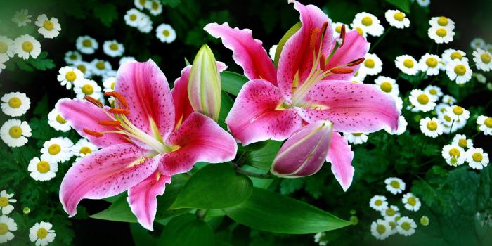 2048x1360 Free download Spring Pink Easter Lilies wallpaper [2048x1360] for