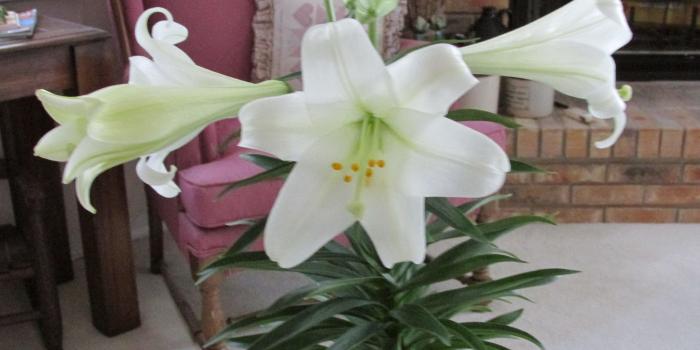 2048x1536 Plant Doctor: Easter lilies are repeat performers - Orlando Sentinel