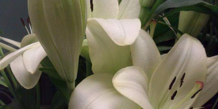 1944x2592 Free stock photo of Easter lilies
