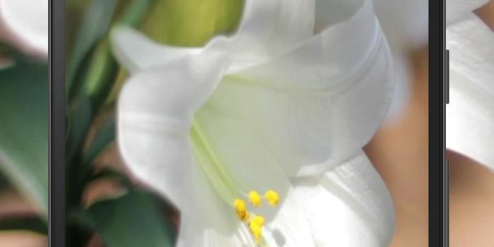 1080x1920 Real Easter Lilies Live Wallpaper for Android - APK Download