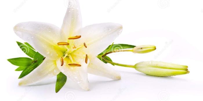 1300x957 Art Easter Lily Flower Isolated On White Background Stock Photo