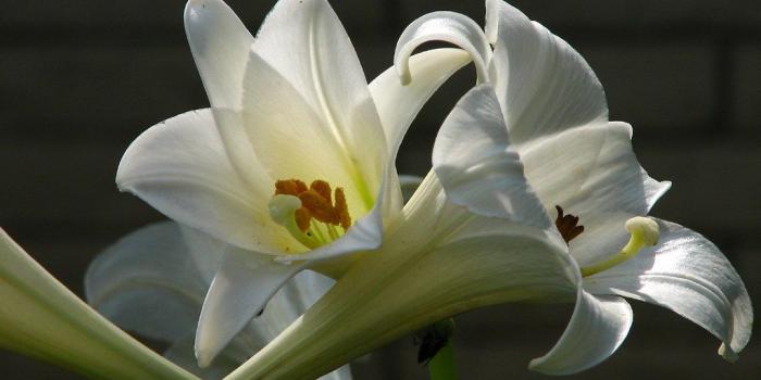 1024x768 Easter Lily | Easter Lily's | Elizabeth