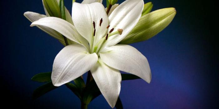 1024x768 Lily Wallpaper - Wallpapers Browse