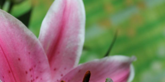 2848x4272 pink easter lily free image | Peakpx