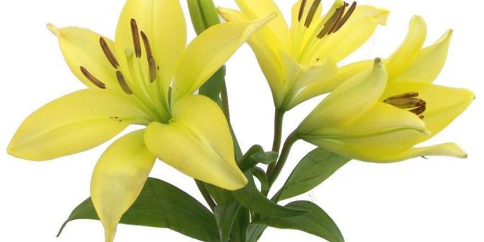 1024x768 Free Easter Lily Photos, Download Free Clip Art, Free Clip Art on