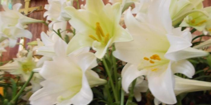 1024x768 Easter Lily Wallpaper (83+ images in Collection) Page 2