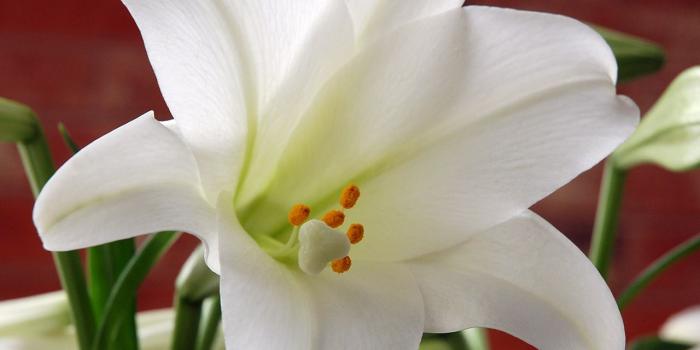 1280x1024 Free download Easter lily photo White trumpet lilies [1280x1024] for