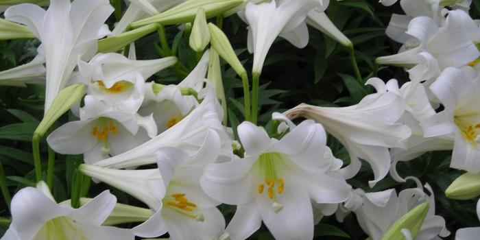 2048x1536 Easter Lilies Wallpaper #62S2D3X, 508.48 Kb | MarkInternational.info