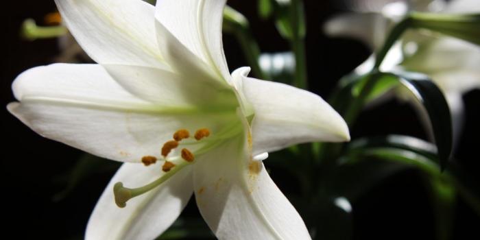 1024x768 Devotional 230, April 8, 2018, Easter Lily - First Baptist Church