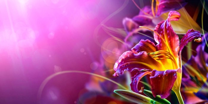 2560x1600 Lily HD Wallpaper | Background Image | 2560x1600 | ID:780138