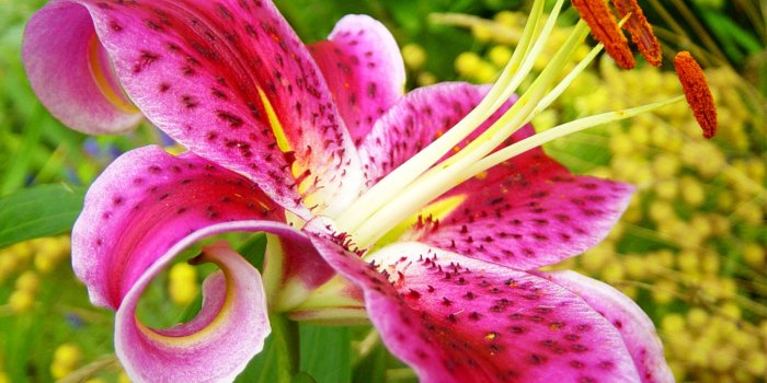2560x1600 Lily Flowers
