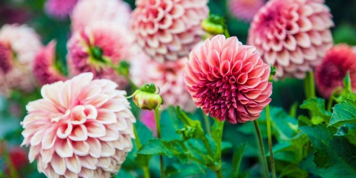 1024x768 Flower Names for Girls - Baby Name Ideas | Interflora