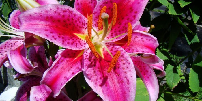 1600x1200 Tiger Lily Flower wallpaper | 1600x1200 | #51896