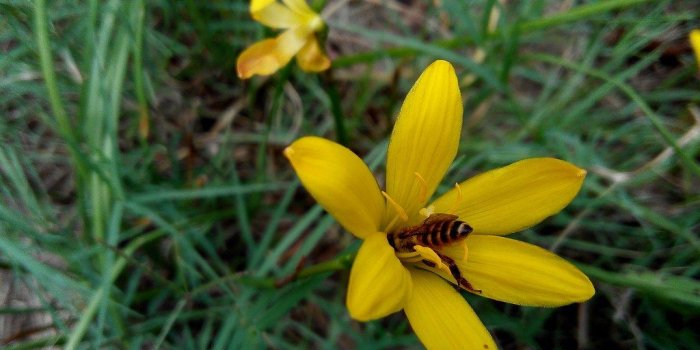 1024x768 By Rishabhbharadwaj Name Please - Dwarf Day Lily (#724745) - HD