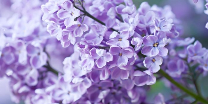 1024x768 Flower Names for Girls - Baby Name Ideas | Interflora