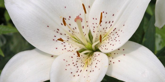 1920x1920 File Name : Flower-Wallpapers-White-Tiger-Lily-Wallpaper-33811.Jpg