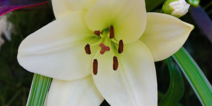 3200x2400 White Lily ❤ 4K HD Desktop Wallpaper for 4K Ultra HD TV • Wide