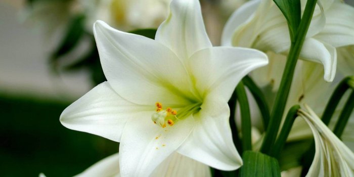 1552x1034 A Name Wallpapers.Download HD Red Wallpaper For Desktop And Mobile