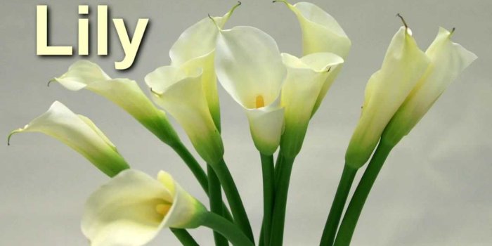 1280x720 Speak English, Learn English, - Popular Flowers in English ~ English Words