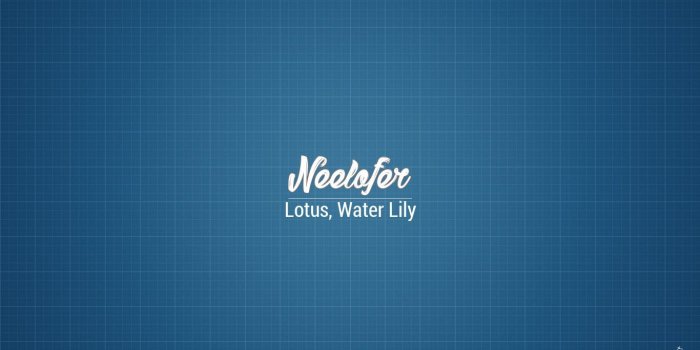 1366x768 نیلوفر | Neelofer Name Meaning in Urdu, Arabic names for Girls