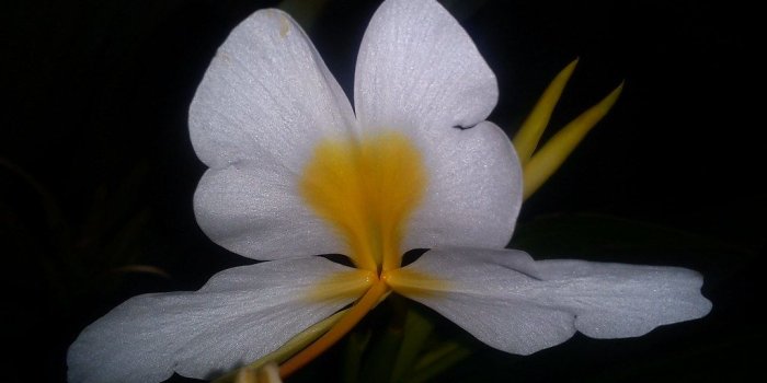 1024x768 Ginger lily (takhellei) | name : ginger lily local name : ta…