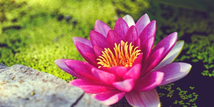 5120x2880 Lily Flower Wallpaper - 52DazheW Gallery