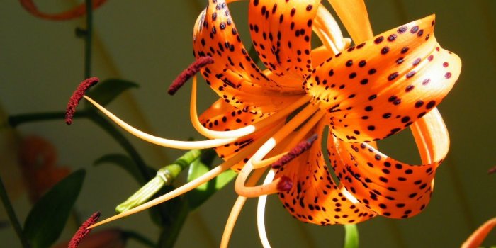 1280x960 Tiger Lily Flower #6964420