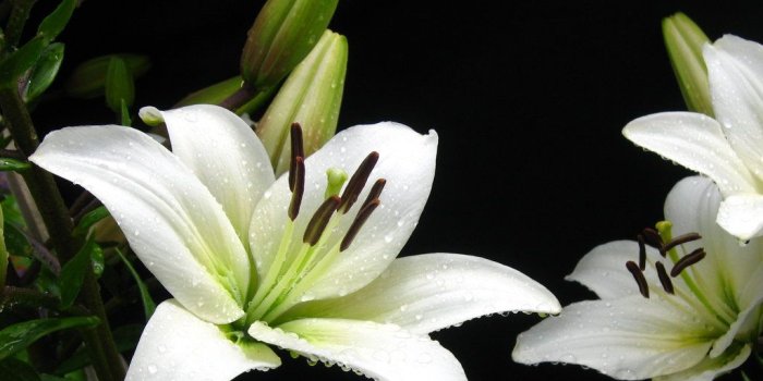 1024x769 White Lily Flower Wallpaper for PC | Full HD Pictures