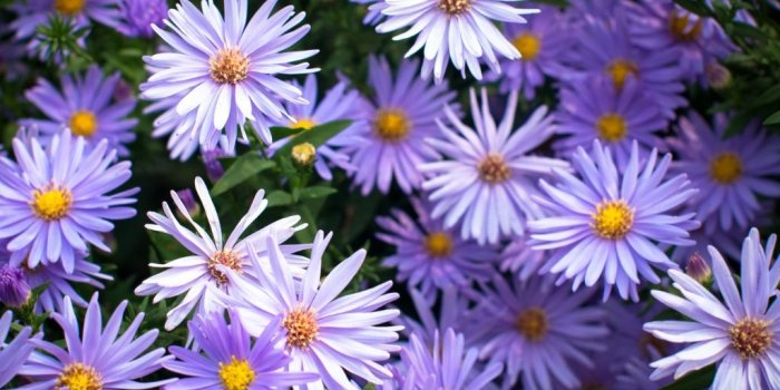 1024x768 Flower Names for Girls - Baby Name Ideas | Interflora