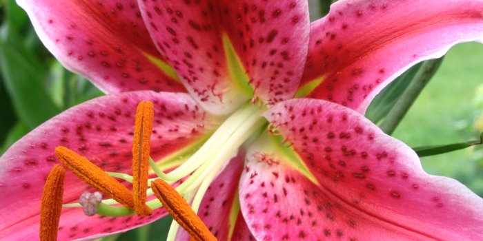 2048x1536 Lilium 'Stargazer' - Wikipedia