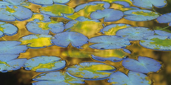 1920x1080 Water Lily Leaves – Bing Wallpaper Download