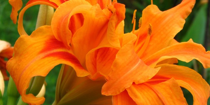 2048x1536 Day Lily #Picture - HD Wallpapers