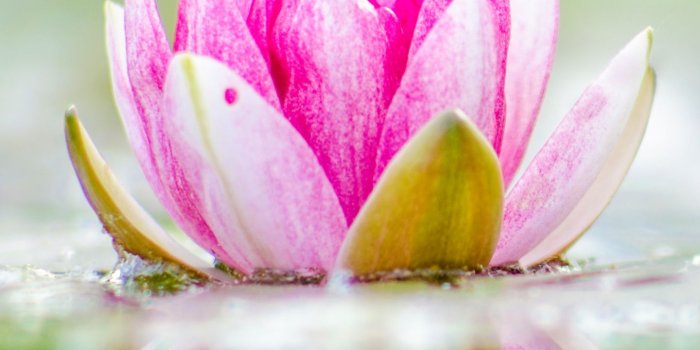 1440x2560 Water Lily ❤ 4K HD Desktop Wallpaper for 4K Ultra HD TV • Wide