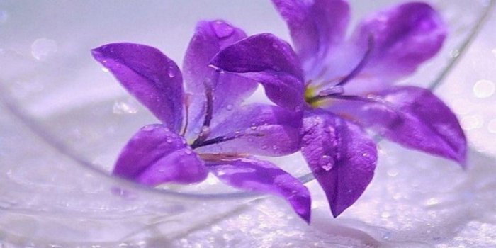 1024x768 trees with purple flower names wallpaper - Beautiful black and white