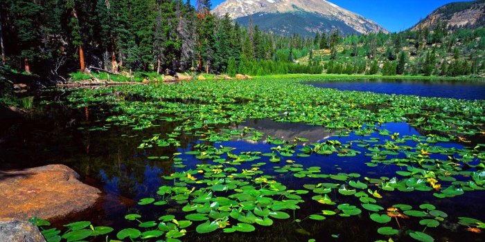 1920x1080 Lily Pad Wallpapers (585 Kb Resolution: 1920x1080)