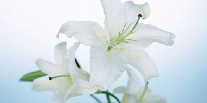 1600x1200 Free Lily Wallpapers HD