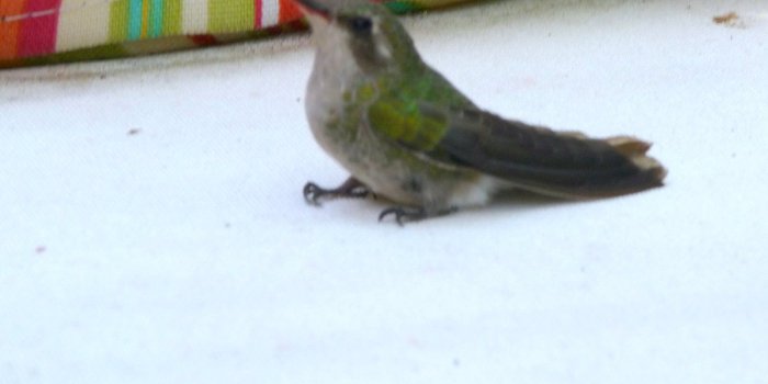 1600x1200 BABSBLOG: Kamikaze Hummingbird